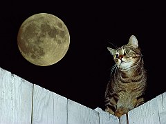 Mackerel Tabby Manx